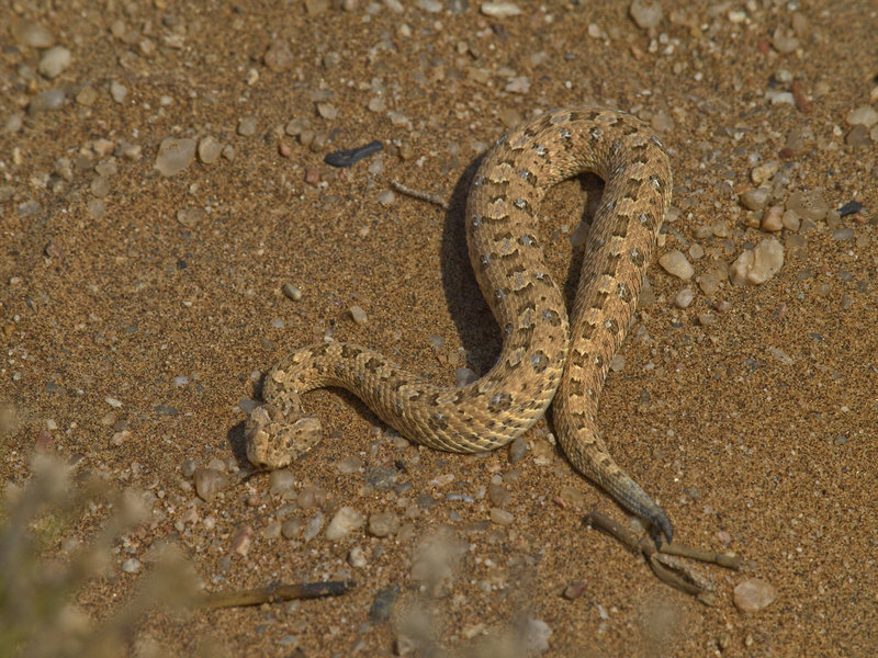 Swakopmund, Namib desert sidewinding adder